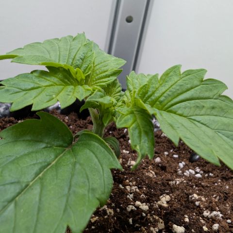Hindu Kush - VGrow - Advanced Nutrients  growlog timeline photo