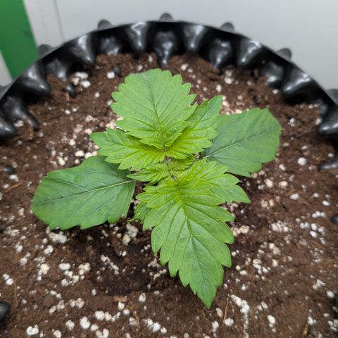 Hindu Kush - VGrow - Advanced Nutrients  growlog timeline photo