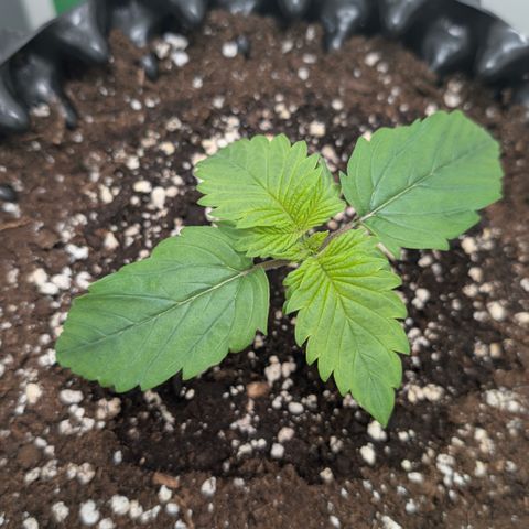 Hindu Kush - VGrow - Advanced Nutrients  growlog timeline photo