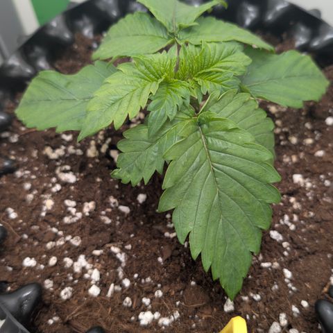 Hindu Kush - VGrow - Advanced Nutrients  growlog timeline photo