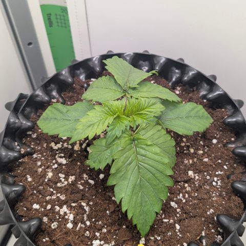 Hindu Kush - VGrow - Advanced Nutrients  growlog timeline photo