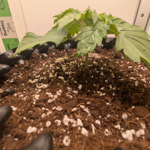 Hindu Kush - VGrow - Advanced Nutrients  growlog timeline photo