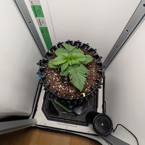 Hindu Kush - VGrow - Advanced Nutrients  growlog timeline photo