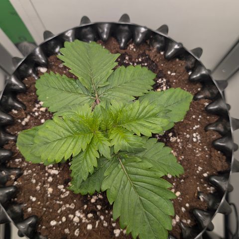 Hindu Kush - VGrow - Advanced Nutrients  growlog timeline photo
