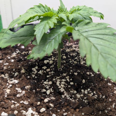Hindu Kush - VGrow - Advanced Nutrients  growlog timeline photo