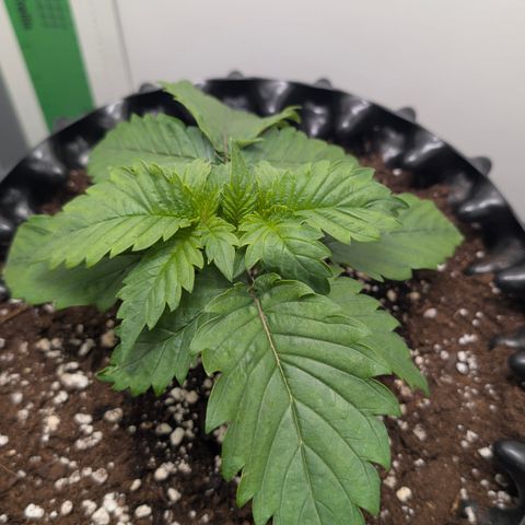 Hindu Kush - VGrow - Advanced Nutrients  growlog timeline photo