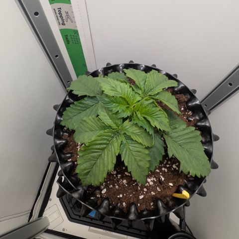 Hindu Kush - VGrow - Advanced Nutrients  growlog timeline photo