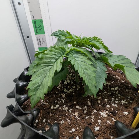 Hindu Kush - VGrow - Advanced Nutrients  growlog timeline photo