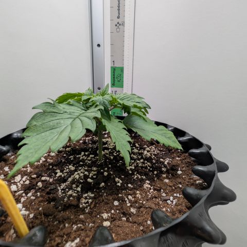 Hindu Kush - VGrow - Advanced Nutrients  growlog timeline photo