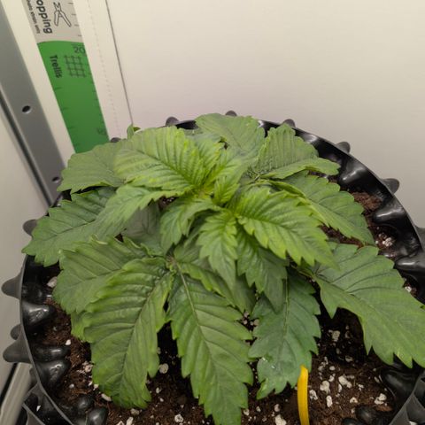 Hindu Kush - VGrow - Advanced Nutrients  growlog timeline photo