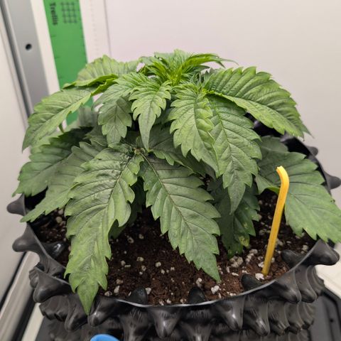 Hindu Kush - VGrow - Advanced Nutrients  growlog timeline photo