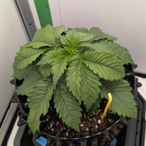 Hindu Kush - VGrow - Advanced Nutrients  growlog timeline photo