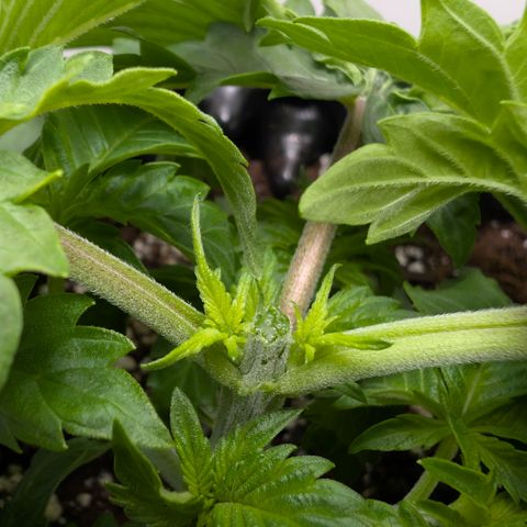 Hindu Kush - VGrow - Advanced Nutrients  growlog timeline photo