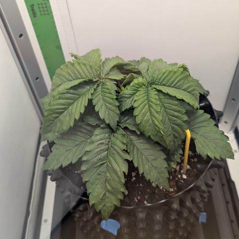 Hindu Kush - VGrow - Advanced Nutrients  growlog timeline photo