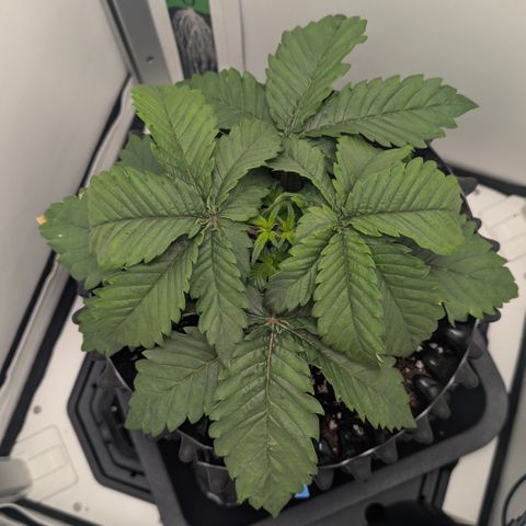 Hindu Kush - VGrow - Advanced Nutrients  growlog timeline photo