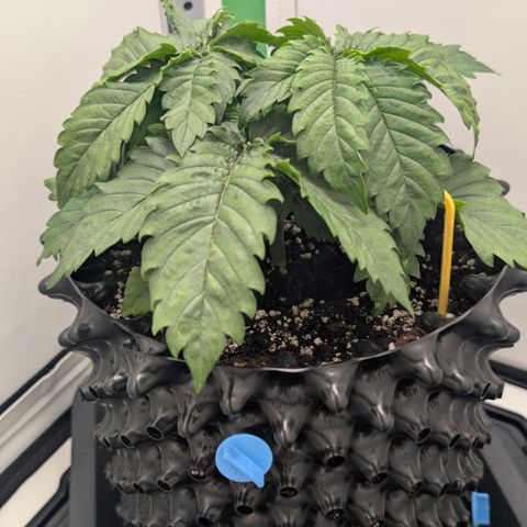 Hindu Kush - VGrow - Advanced Nutrients  growlog timeline photo