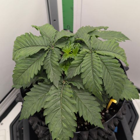 Hindu Kush - VGrow - Advanced Nutrients  growlog timeline photo
