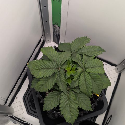 Hindu Kush - VGrow - Advanced Nutrients  growlog timeline photo