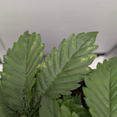 Hindu Kush - VGrow - Advanced Nutrients  growlog timeline photo