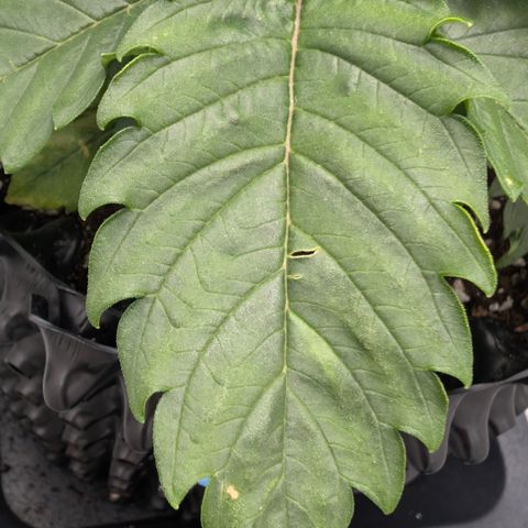 Hindu Kush - VGrow - Advanced Nutrients  growlog timeline photo