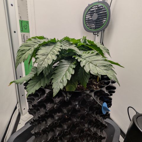 Hindu Kush - VGrow - Advanced Nutrients  growlog timeline photo