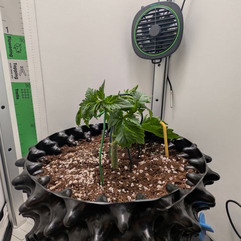 Hindu Kush - VGrow - Advanced Nutrients  growlog timeline photo