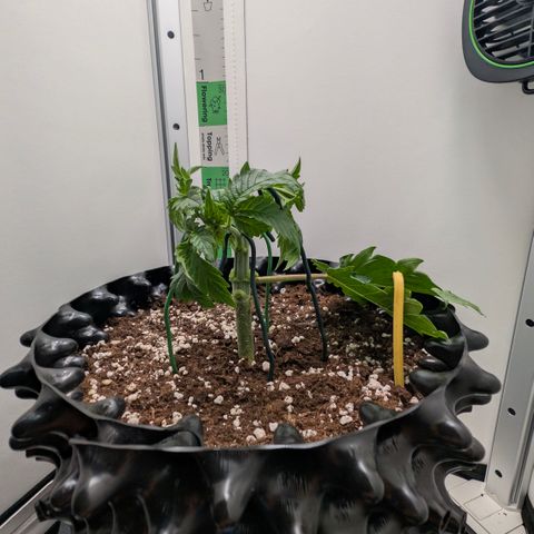 Hindu Kush - VGrow - Advanced Nutrients  growlog timeline photo