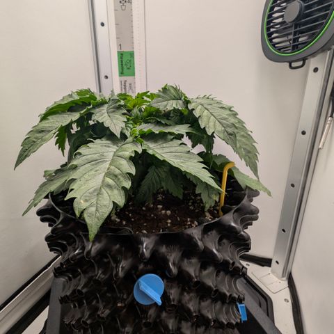 Hindu Kush - VGrow - Advanced Nutrients  growlog timeline photo