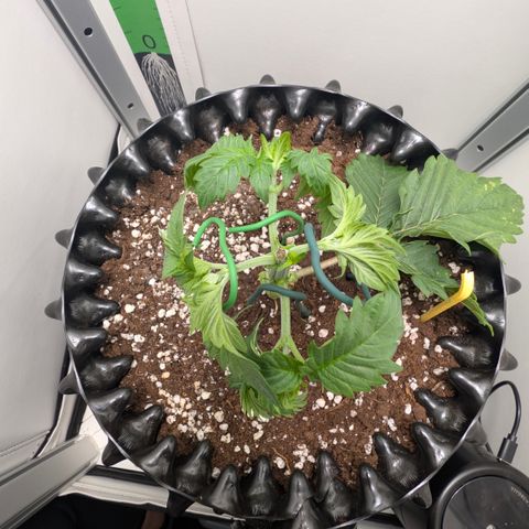 Hindu Kush - VGrow - Advanced Nutrients  growlog timeline photo