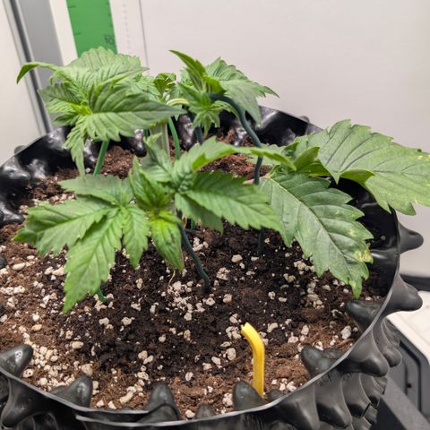 Hindu Kush - VGrow - Advanced Nutrients  growlog timeline photo