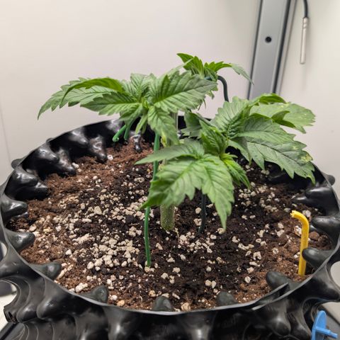 Hindu Kush - VGrow - Advanced Nutrients  growlog timeline photo