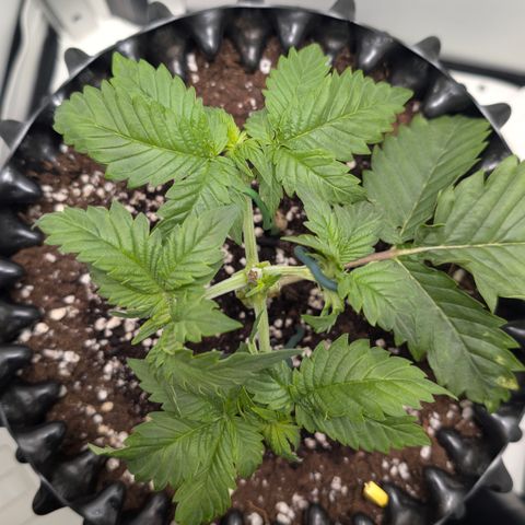 Hindu Kush - VGrow - Advanced Nutrients  growlog timeline photo