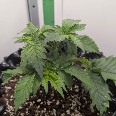 Hindu Kush - VGrow - Advanced Nutrients  growlog timeline photo