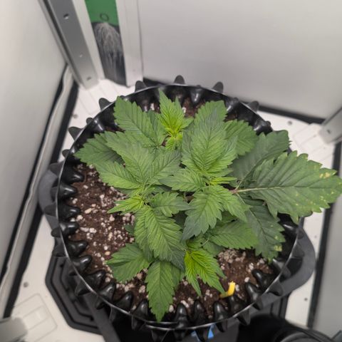 Hindu Kush - VGrow - Advanced Nutrients  growlog timeline photo