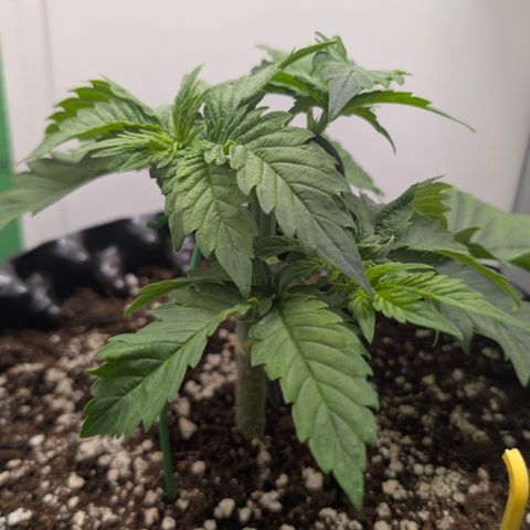 Hindu Kush - VGrow - Advanced Nutrients  growlog timeline photo