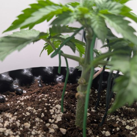 Hindu Kush - VGrow - Advanced Nutrients  growlog timeline photo