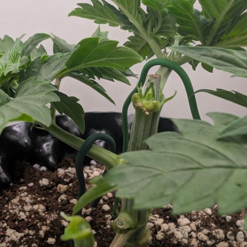 Hindu Kush - VGrow - Advanced Nutrients  growlog photo: Abgebrochen - Noodie 4