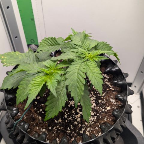 Hindu Kush - VGrow - Advanced Nutrients  growlog timeline photo