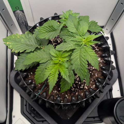 Hindu Kush - VGrow - Advanced Nutrients  growlog timeline photo