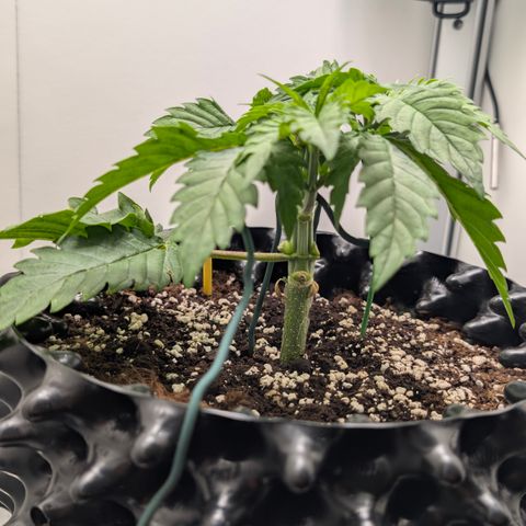 Hindu Kush - VGrow - Advanced Nutrients  growlog timeline photo