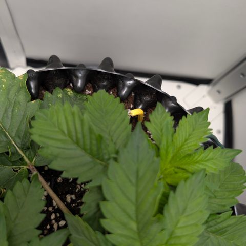Hindu Kush - VGrow - Advanced Nutrients  growlog timeline photo