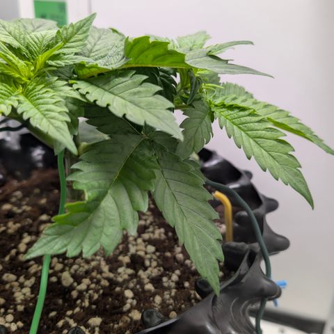 Hindu Kush - VGrow - Advanced Nutrients  growlog timeline photo