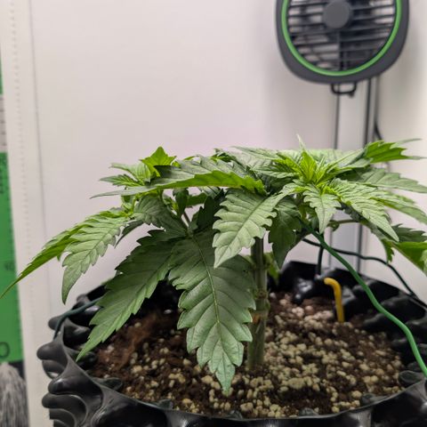 Hindu Kush - VGrow - Advanced Nutrients  growlog timeline photo