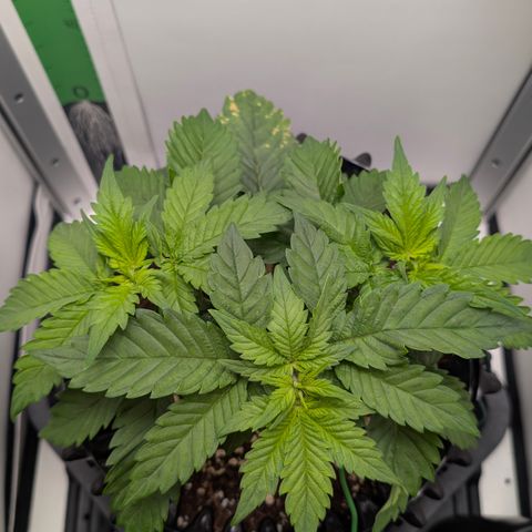 Hindu Kush - VGrow - Advanced Nutrients  growlog timeline photo