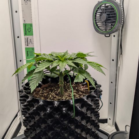 Hindu Kush - VGrow - Advanced Nutrients  growlog timeline photo