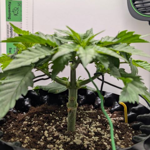 Hindu Kush - VGrow - Advanced Nutrients  growlog timeline photo
