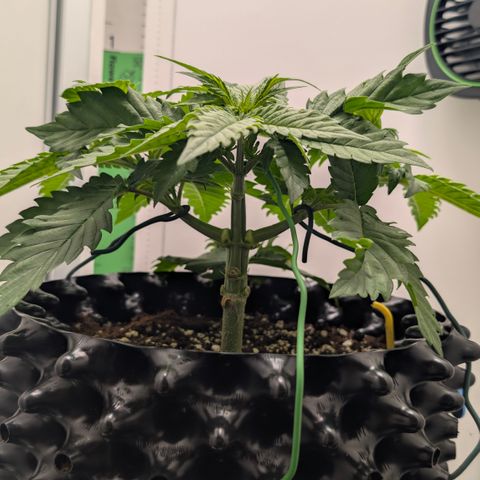Hindu Kush - VGrow - Advanced Nutrients  growlog timeline photo