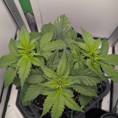 Hindu Kush - VGrow - Advanced Nutrients  growlog timeline photo