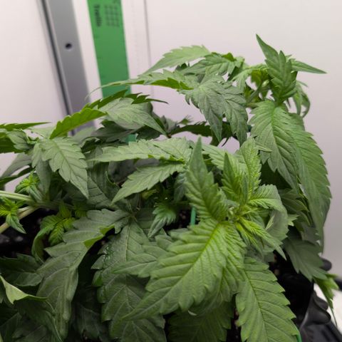 Hindu Kush - VGrow - Advanced Nutrients  growlog timeline photo