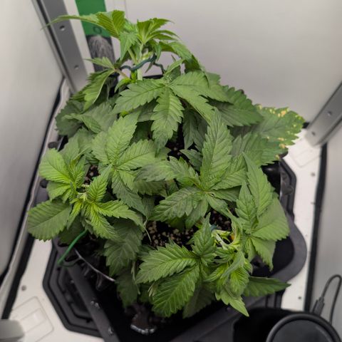 Hindu Kush - VGrow - Advanced Nutrients  growlog timeline photo